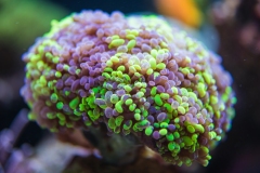 Fragment Of Soft Coral Reef In Ocean.