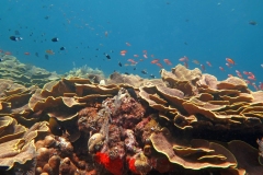 Thriving  coral reef alive with marine life and shoals of fish,